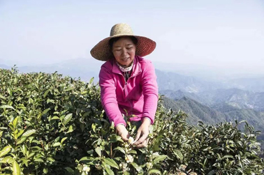 二十大代表風(fēng)采丨祝雪蘭：帶領(lǐng)村民種茶走上致富路