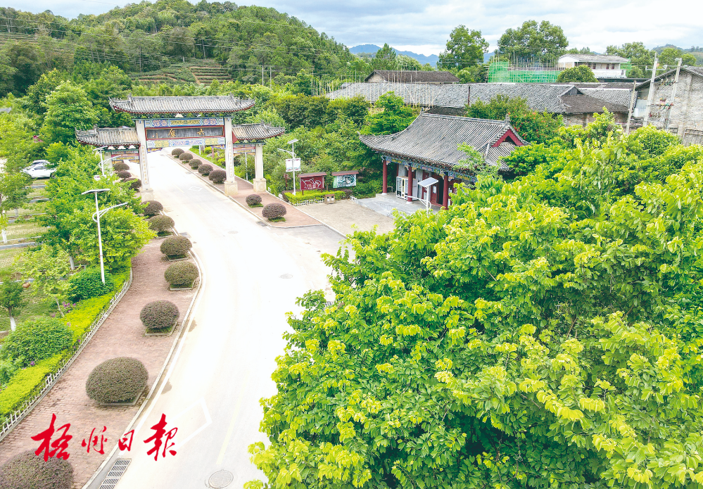 梧州全市生態(tài)茶園面積達33.34萬畝！